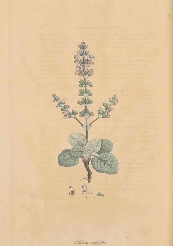 Reproducción/Reproduction 49556273758: Flora Graeca, sive, Plantarum rariorum historia, quas in provinciis aut insulis Graeciae /. Londini :Typis Richardi Taylor et socii, in Vico Shoe-Lane :MDCCCVI-MDCCCXL [1806-1840].. 