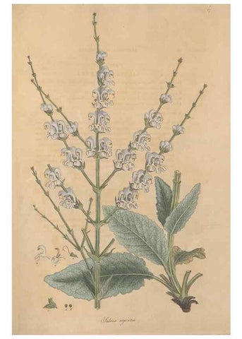 Reproducción/Reproduction 49556274033: Flora Graeca, sive, Plantarum rariorum historia, quas in provinciis aut insulis Graeciae /. Londini :Typis Richardi Taylor et socii, in Vico Shoe-Lane :MDCCCVI-MDCCCXL [1806-1840].. 