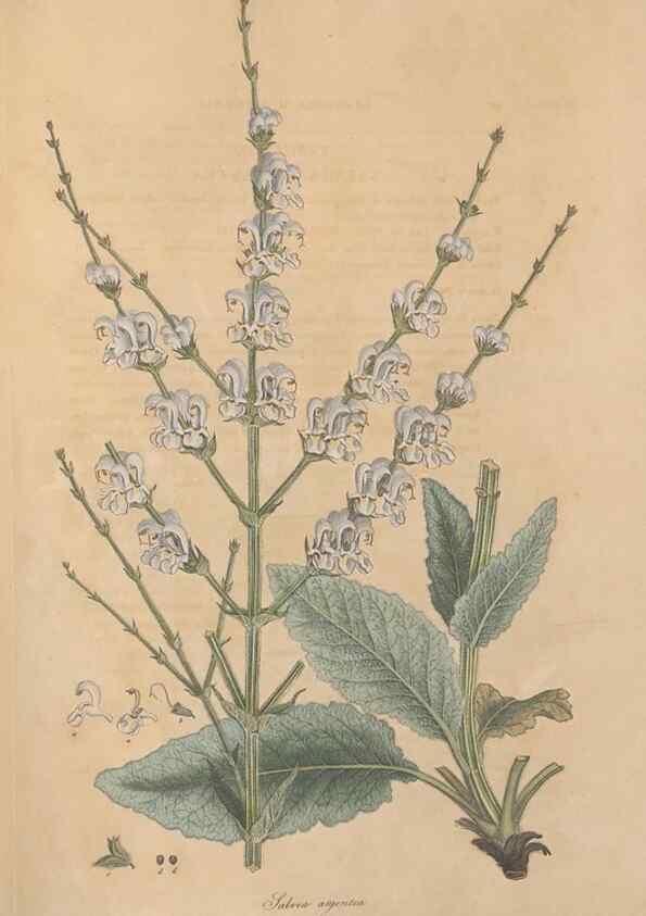 Reproducción/Reproduction 49556274033: Flora Graeca, sive, Plantarum rariorum historia, quas in provinciis aut insulis Graeciae /. Londini :Typis Richardi Taylor et socii, in Vico Shoe-Lane :MDCCCVI-MDCCCXL [1806-1840].. 