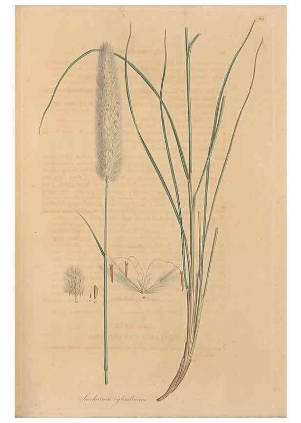 Reproducción/Reproduction 49556787601: Flora Graeca, sive, Plantarum rariorum historia, quas in provinciis aut insulis Graeciae /. Londini :Typis Richardi Taylor et socii, in Vico Shoe-Lane :MDCCCVI-MDCCCXL [1806-1840].. 