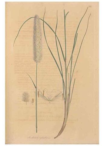 Reproducción/Reproduction 49556787601: Flora Graeca, sive, Plantarum rariorum historia, quas in provinciis aut insulis Graeciae /. Londini :Typis Richardi Taylor et socii, in Vico Shoe-Lane :MDCCCVI-MDCCCXL [1806-1840].. 