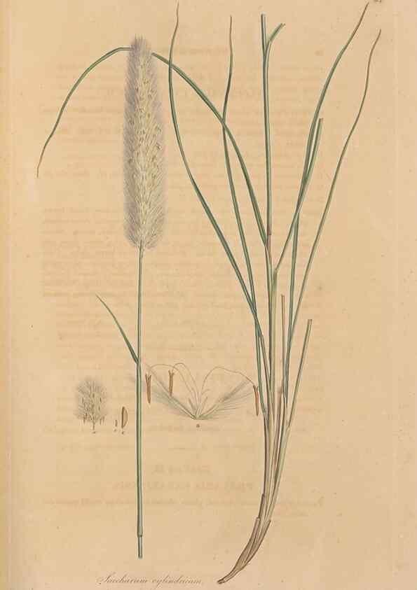 Reproducción/Reproduction 49556787601: Flora Graeca, sive, Plantarum rariorum historia, quas in provinciis aut insulis Graeciae /. Londini :Typis Richardi Taylor et socii, in Vico Shoe-Lane :MDCCCVI-MDCCCXL [1806-1840].. 
