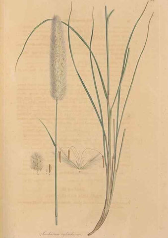 Reproducción/Reproduction 49556787601: Flora Graeca, sive, Plantarum rariorum historia, quas in provinciis aut insulis Graeciae /. Londini :Typis Richardi Taylor et socii, in Vico Shoe-Lane :MDCCCVI-MDCCCXL [1806-1840].. 
