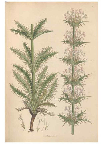 Reproducción/Reproduction 49557007962: Flora Graeca, sive, Plantarum rariorum historia, quas in provinciis aut insulis Graeciae /. Londini :Typis Richardi Taylor et socii, in Vico Shoe-Lane :MDCCCVI-MDCCCXL [1806-1840].. 