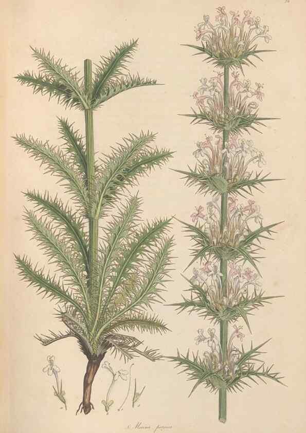 Reproducción/Reproduction 49557007962: Flora Graeca, sive, Plantarum rariorum historia, quas in provinciis aut insulis Graeciae /. Londini :Typis Richardi Taylor et socii, in Vico Shoe-Lane :MDCCCVI-MDCCCXL [1806-1840].. 