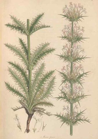 Reproducción/Reproduction 49557007962: Flora Graeca, sive, Plantarum rariorum historia, quas in provinciis aut insulis Graeciae /. Londini :Typis Richardi Taylor et socii, in Vico Shoe-Lane :MDCCCVI-MDCCCXL [1806-1840].. 