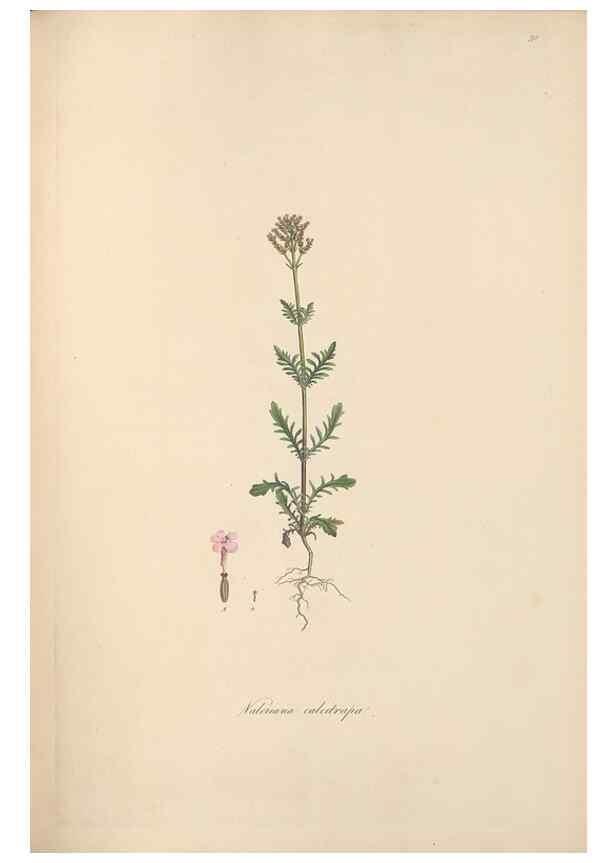 Reproducción/Reproduction 49556771411: Flora Graeca, sive, Plantarum rariorum historia, quas in provinciis aut insulis Graeciae /. Londini :Typis Richardi Taylor et socii, in Vico Shoe-Lane :MDCCCVI-MDCCCXL [1806-1840].. 