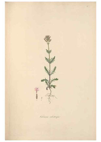 Reproducción/Reproduction 49556771411: Flora Graeca, sive, Plantarum rariorum historia, quas in provinciis aut insulis Graeciae /. Londini :Typis Richardi Taylor et socii, in Vico Shoe-Lane :MDCCCVI-MDCCCXL [1806-1840].. 