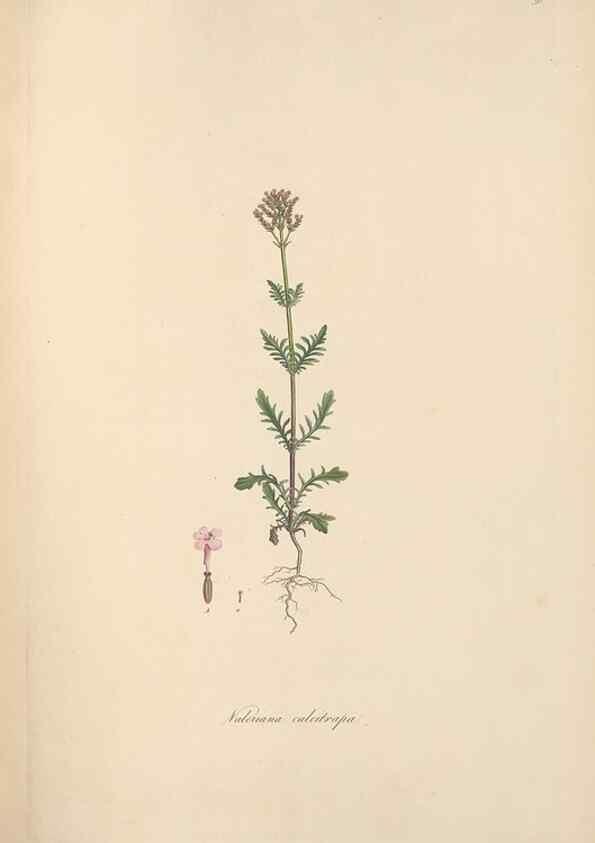 Reproducción/Reproduction 49556771411: Flora Graeca, sive, Plantarum rariorum historia, quas in provinciis aut insulis Graeciae /. Londini :Typis Richardi Taylor et socii, in Vico Shoe-Lane :MDCCCVI-MDCCCXL [1806-1840].. 