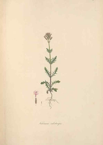 Reproducción/Reproduction 49556771411: Flora Graeca, sive, Plantarum rariorum historia, quas in provinciis aut insulis Graeciae /. Londini :Typis Richardi Taylor et socii, in Vico Shoe-Lane :MDCCCVI-MDCCCXL [1806-1840].. 