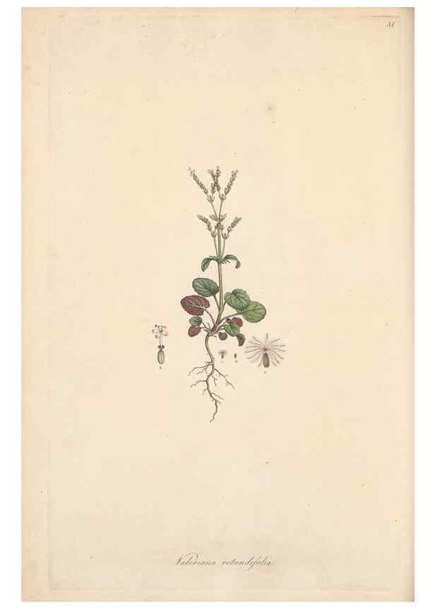 Reproducción/Reproduction 49557008807: Flora Graeca, sive, Plantarum rariorum historia, quas in provinciis aut insulis Graeciae /. Londini :Typis Richardi Taylor et socii, in Vico Shoe-Lane :MDCCCVI-MDCCCXL [1806-1840].. 