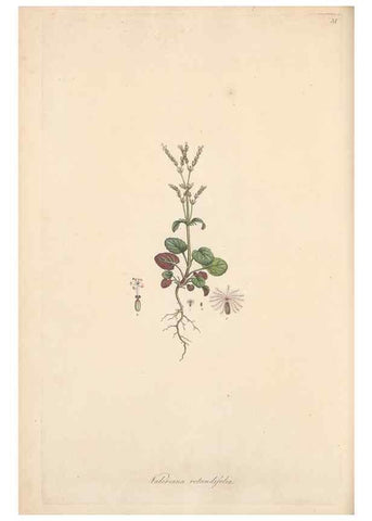 Reproducción/Reproduction 49557008807: Flora Graeca, sive, Plantarum rariorum historia, quas in provinciis aut insulis Graeciae /. Londini :Typis Richardi Taylor et socii, in Vico Shoe-Lane :MDCCCVI-MDCCCXL [1806-1840].. 