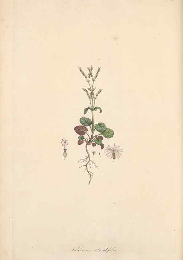 Reproducción/Reproduction 49557008807: Flora Graeca, sive, Plantarum rariorum historia, quas in provinciis aut insulis Graeciae /. Londini :Typis Richardi Taylor et socii, in Vico Shoe-Lane :MDCCCVI-MDCCCXL [1806-1840].. 