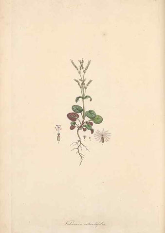 Reproducción/Reproduction 49557008807: Flora Graeca, sive, Plantarum rariorum historia, quas in provinciis aut insulis Graeciae /. Londini :Typis Richardi Taylor et socii, in Vico Shoe-Lane :MDCCCVI-MDCCCXL [1806-1840].. 