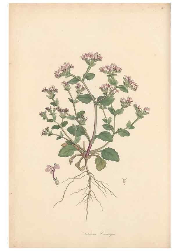 Reproducción/Reproduction 49557009117: Flora Graeca, sive, Plantarum rariorum historia, quas in provinciis aut insulis Graeciae /. Londini :Typis Richardi Taylor et socii, in Vico Shoe-Lane :MDCCCVI-MDCCCXL [1806-1840].. 