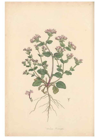 Reproducción/Reproduction 49557009117: Flora Graeca, sive, Plantarum rariorum historia, quas in provinciis aut insulis Graeciae /. Londini :Typis Richardi Taylor et socii, in Vico Shoe-Lane :MDCCCVI-MDCCCXL [1806-1840].. 
