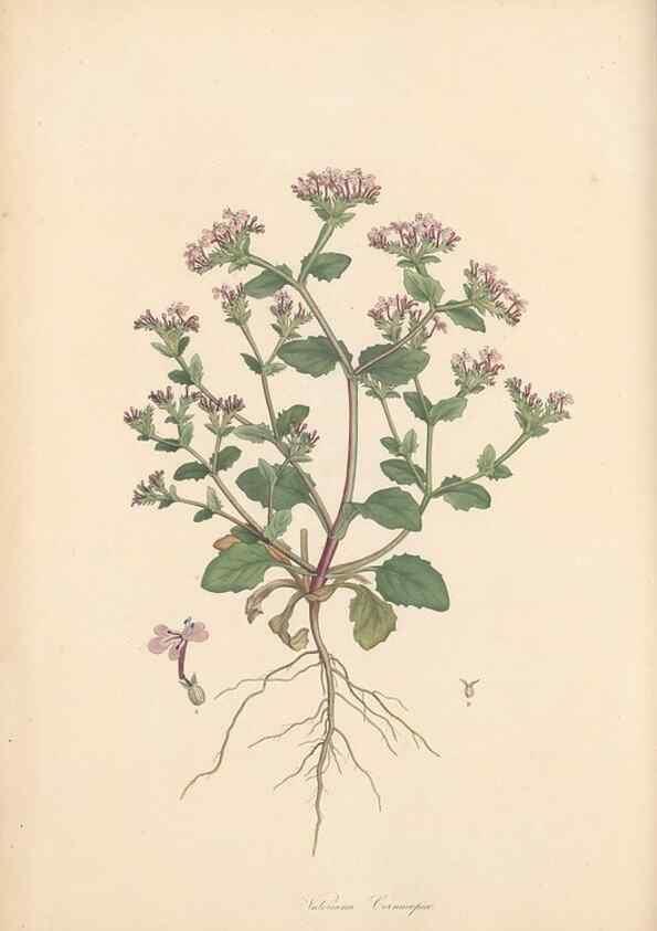 Reproducción/Reproduction 49557009117: Flora Graeca, sive, Plantarum rariorum historia, quas in provinciis aut insulis Graeciae /. Londini :Typis Richardi Taylor et socii, in Vico Shoe-Lane :MDCCCVI-MDCCCXL [1806-1840].. 