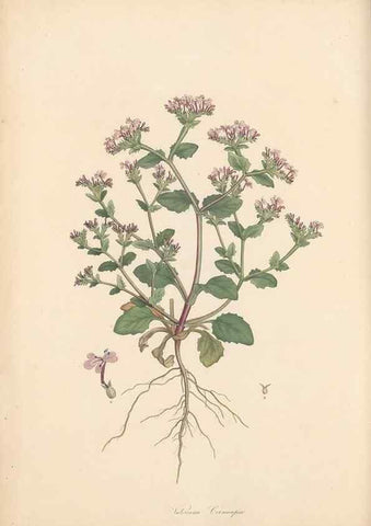 Reproducción/Reproduction 49557009117: Flora Graeca, sive, Plantarum rariorum historia, quas in provinciis aut insulis Graeciae /. Londini :Typis Richardi Taylor et socii, in Vico Shoe-Lane :MDCCCVI-MDCCCXL [1806-1840].. 