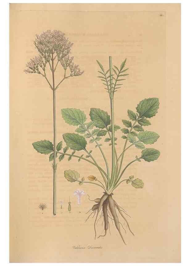 Reproducción/Reproduction 49557009402: Flora Graeca, sive, Plantarum rariorum historia, quas in provinciis aut insulis Graeciae /. Londini :Typis Richardi Taylor et socii, in Vico Shoe-Lane :MDCCCVI-MDCCCXL [1806-1840].. 