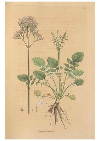 Reproducción/Reproduction 49557009402: Flora Graeca, sive, Plantarum rariorum historia, quas in provinciis aut insulis Graeciae /. Londini :Typis Richardi Taylor et socii, in Vico Shoe-Lane :MDCCCVI-MDCCCXL [1806-1840].. 