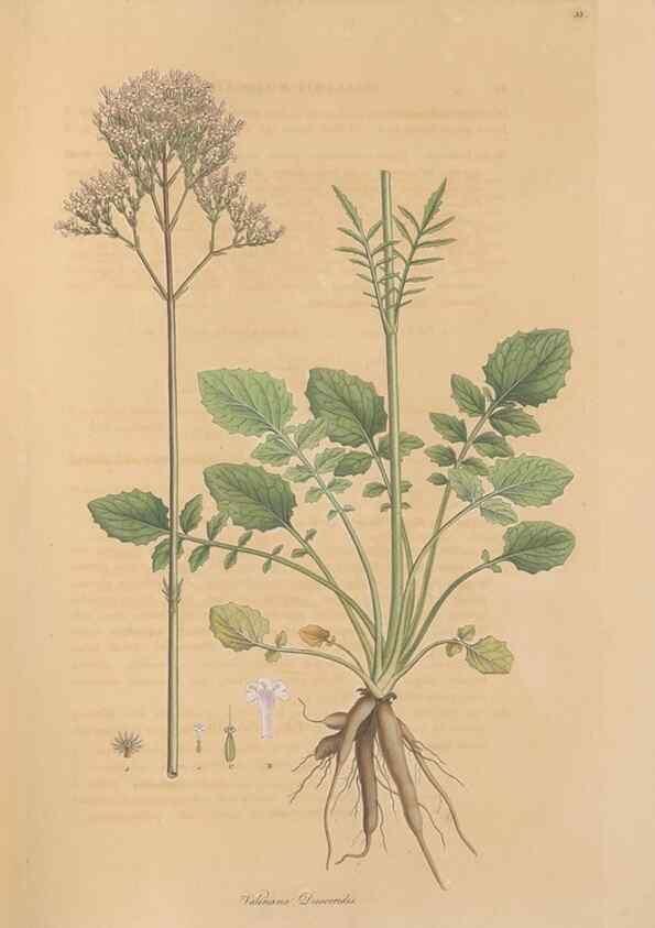 Reproducción/Reproduction 49557009402: Flora Graeca, sive, Plantarum rariorum historia, quas in provinciis aut insulis Graeciae /. Londini :Typis Richardi Taylor et socii, in Vico Shoe-Lane :MDCCCVI-MDCCCXL [1806-1840].. 