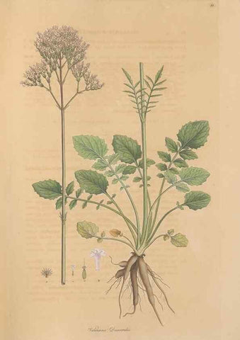 Reproducción/Reproduction 49557009402: Flora Graeca, sive, Plantarum rariorum historia, quas in provinciis aut insulis Graeciae /. Londini :Typis Richardi Taylor et socii, in Vico Shoe-Lane :MDCCCVI-MDCCCXL [1806-1840].. 