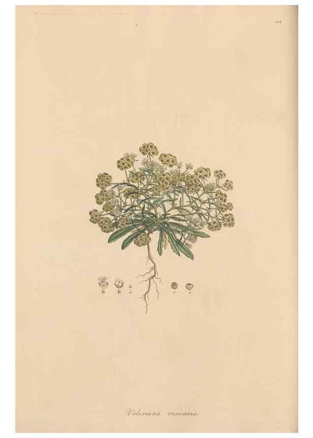 Reproducción/Reproduction 49556772551: Flora Graeca, sive, Plantarum rariorum historia, quas in provinciis aut insulis Graeciae /. Londini :Typis Richardi Taylor et socii, in Vico Shoe-Lane :MDCCCVI-MDCCCXL [1806-1840].. 