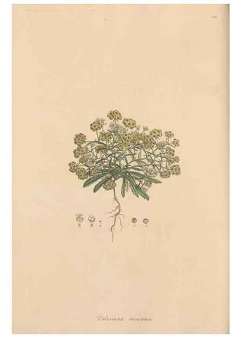 Reproducción/Reproduction 49556772551: Flora Graeca, sive, Plantarum rariorum historia, quas in provinciis aut insulis Graeciae /. Londini :Typis Richardi Taylor et socii, in Vico Shoe-Lane :MDCCCVI-MDCCCXL [1806-1840].. 