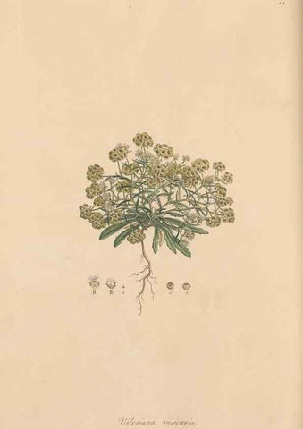 Reproducción/Reproduction 49556772551: Flora Graeca, sive, Plantarum rariorum historia, quas in provinciis aut insulis Graeciae /. Londini :Typis Richardi Taylor et socii, in Vico Shoe-Lane :MDCCCVI-MDCCCXL [1806-1840].. 