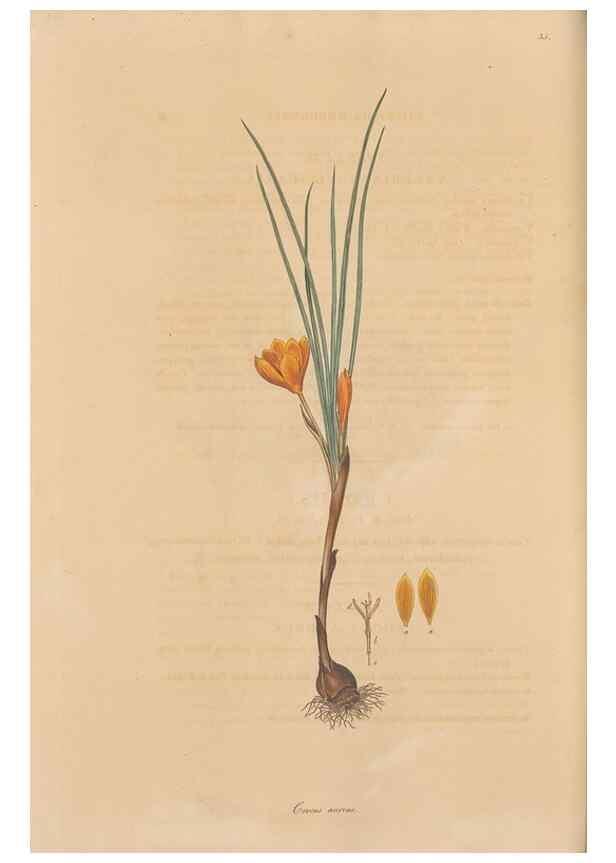 Reproducción/Reproduction 49557010087: Flora Graeca, sive, Plantarum rariorum historia, quas in provinciis aut insulis Graeciae /. Londini :Typis Richardi Taylor et socii, in Vico Shoe-Lane :MDCCCVI-MDCCCXL [1806-1840].. 