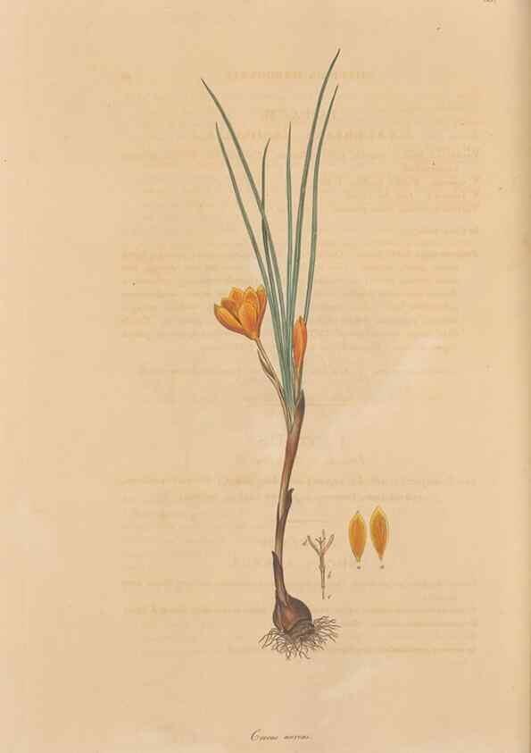 Reproducción/Reproduction 49557010087: Flora Graeca, sive, Plantarum rariorum historia, quas in provinciis aut insulis Graeciae /. Londini :Typis Richardi Taylor et socii, in Vico Shoe-Lane :MDCCCVI-MDCCCXL [1806-1840].. 