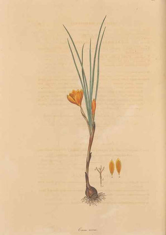 Reproducción/Reproduction 49557010087: Flora Graeca, sive, Plantarum rariorum historia, quas in provinciis aut insulis Graeciae /. Londini :Typis Richardi Taylor et socii, in Vico Shoe-Lane :MDCCCVI-MDCCCXL [1806-1840].. 