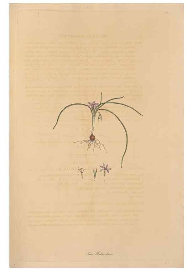 Reproducción/Reproduction 49556276723: Flora Graeca, sive, Plantarum rariorum historia, quas in provinciis aut insulis Graeciae /. Londini :Typis Richardi Taylor et socii, in Vico Shoe-Lane :MDCCCVI-MDCCCXL [1806-1840].. 