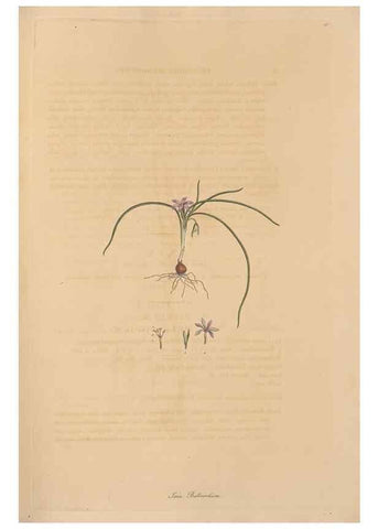 Reproducción/Reproduction 49556276723: Flora Graeca, sive, Plantarum rariorum historia, quas in provinciis aut insulis Graeciae /. Londini :Typis Richardi Taylor et socii, in Vico Shoe-Lane :MDCCCVI-MDCCCXL [1806-1840].. 