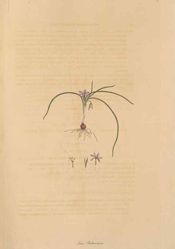 Reproducción/Reproduction 49556276723: Flora Graeca, sive, Plantarum rariorum historia, quas in provinciis aut insulis Graeciae /. Londini :Typis Richardi Taylor et socii, in Vico Shoe-Lane :MDCCCVI-MDCCCXL [1806-1840].. 