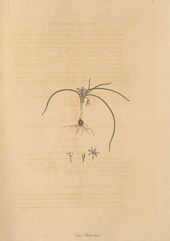 Reproducción/Reproduction 49556276723: Flora Graeca, sive, Plantarum rariorum historia, quas in provinciis aut insulis Graeciae /. Londini :Typis Richardi Taylor et socii, in Vico Shoe-Lane :MDCCCVI-MDCCCXL [1806-1840].. 