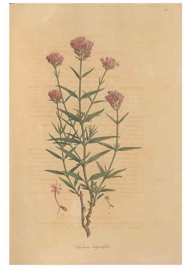 Reproducción/Reproduction 49557008212: Flora Graeca, sive, Plantarum rariorum historia, quas in provinciis aut insulis Graeciae /. Londini :Typis Richardi Taylor et socii, in Vico Shoe-Lane :MDCCCVI-MDCCCXL [1806-1840].. 