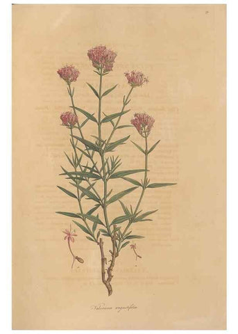 Reproducción/Reproduction 49557008212: Flora Graeca, sive, Plantarum rariorum historia, quas in provinciis aut insulis Graeciae /. Londini :Typis Richardi Taylor et socii, in Vico Shoe-Lane :MDCCCVI-MDCCCXL [1806-1840].. 