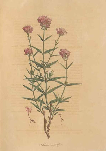 Reproducción/Reproduction 49557008212: Flora Graeca, sive, Plantarum rariorum historia, quas in provinciis aut insulis Graeciae /. Londini :Typis Richardi Taylor et socii, in Vico Shoe-Lane :MDCCCVI-MDCCCXL [1806-1840].. 