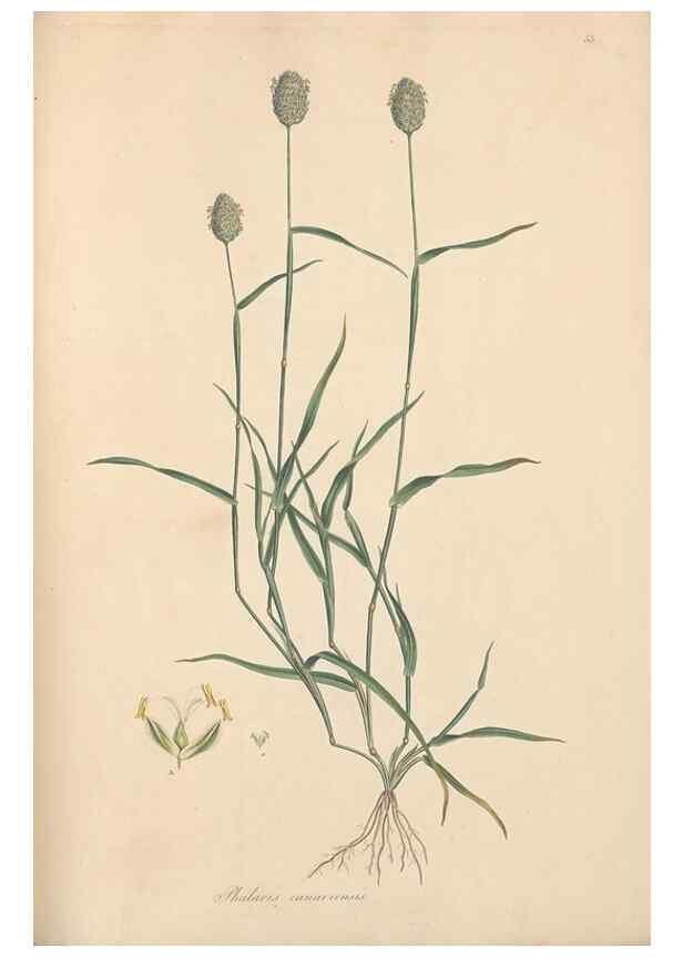Reproducción/Reproduction 49557025377: Flora Graeca, sive, Plantarum rariorum historia, quas in provinciis aut insulis Graeciae /. Londini :Typis Richardi Taylor et socii, in Vico Shoe-Lane :MDCCCVI-MDCCCXL [1806-1840].. 