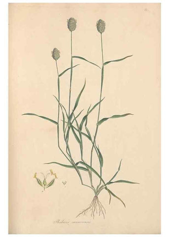 Reproducción/Reproduction 49557025377: Flora Graeca, sive, Plantarum rariorum historia, quas in provinciis aut insulis Graeciae /. Londini :Typis Richardi Taylor et socii, in Vico Shoe-Lane :MDCCCVI-MDCCCXL [1806-1840].. 