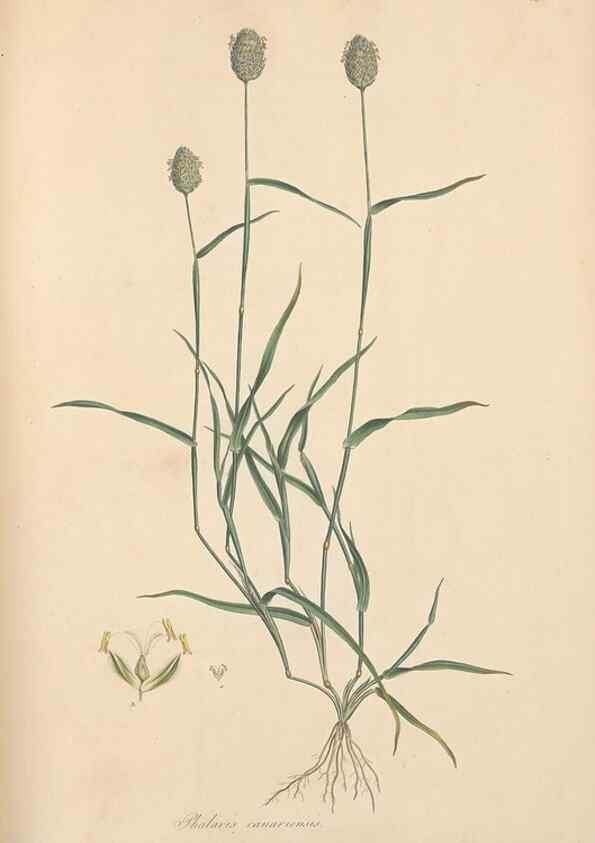 Reproducción/Reproduction 49557025377: Flora Graeca, sive, Plantarum rariorum historia, quas in provinciis aut insulis Graeciae /. Londini :Typis Richardi Taylor et socii, in Vico Shoe-Lane :MDCCCVI-MDCCCXL [1806-1840].. 