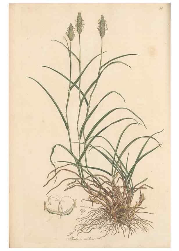 Reproducción/Reproduction 49557025702: Flora Graeca, sive, Plantarum rariorum historia, quas in provinciis aut insulis Graeciae /. Londini :Typis Richardi Taylor et socii, in Vico Shoe-Lane :MDCCCVI-MDCCCXL [1806-1840].. 