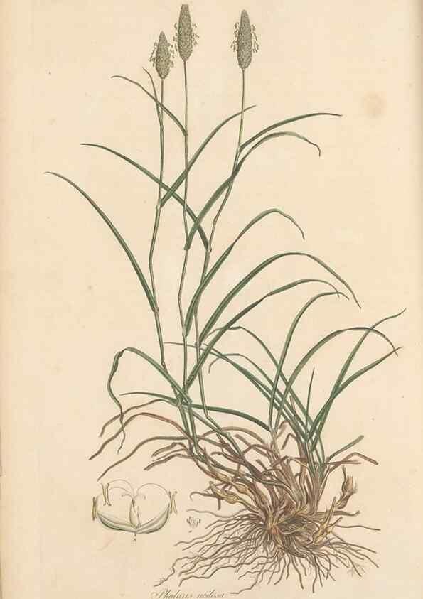 Reproducción/Reproduction 49557025702: Flora Graeca, sive, Plantarum rariorum historia, quas in provinciis aut insulis Graeciae /. Londini :Typis Richardi Taylor et socii, in Vico Shoe-Lane :MDCCCVI-MDCCCXL [1806-1840].. 