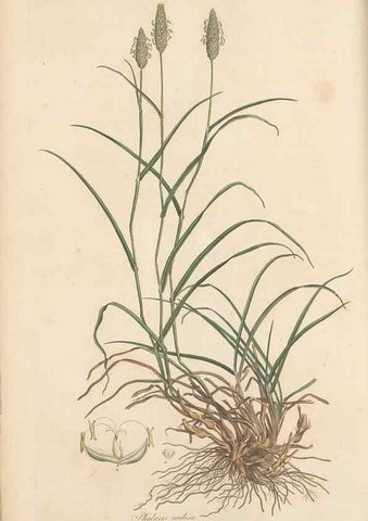Reproducción/Reproduction 49557025702: Flora Graeca, sive, Plantarum rariorum historia, quas in provinciis aut insulis Graeciae /. Londini :Typis Richardi Taylor et socii, in Vico Shoe-Lane :MDCCCVI-MDCCCXL [1806-1840].. 