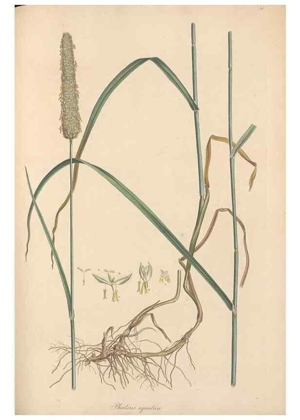Reproducción/Reproduction 49557026047: Flora Graeca, sive, Plantarum rariorum historia, quas in provinciis aut insulis Graeciae /. Londini :Typis Richardi Taylor et socii, in Vico Shoe-Lane :MDCCCVI-MDCCCXL [1806-1840].. 