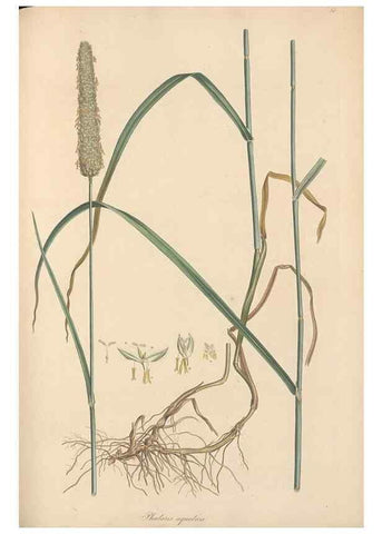 Reproducción/Reproduction 49557026047: Flora Graeca, sive, Plantarum rariorum historia, quas in provinciis aut insulis Graeciae /. Londini :Typis Richardi Taylor et socii, in Vico Shoe-Lane :MDCCCVI-MDCCCXL [1806-1840].. 