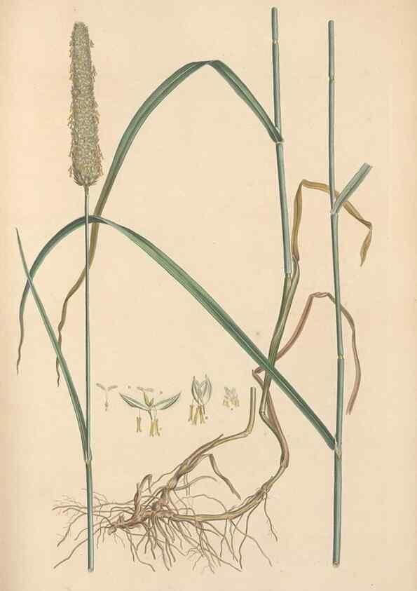 Reproducción/Reproduction 49557026047: Flora Graeca, sive, Plantarum rariorum historia, quas in provinciis aut insulis Graeciae /. Londini :Typis Richardi Taylor et socii, in Vico Shoe-Lane :MDCCCVI-MDCCCXL [1806-1840].. 