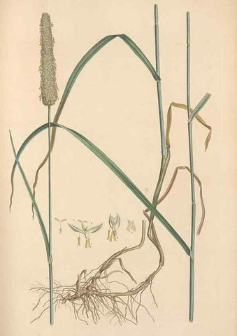 Reproducción/Reproduction 49557026047: Flora Graeca, sive, Plantarum rariorum historia, quas in provinciis aut insulis Graeciae /. Londini :Typis Richardi Taylor et socii, in Vico Shoe-Lane :MDCCCVI-MDCCCXL [1806-1840].. 