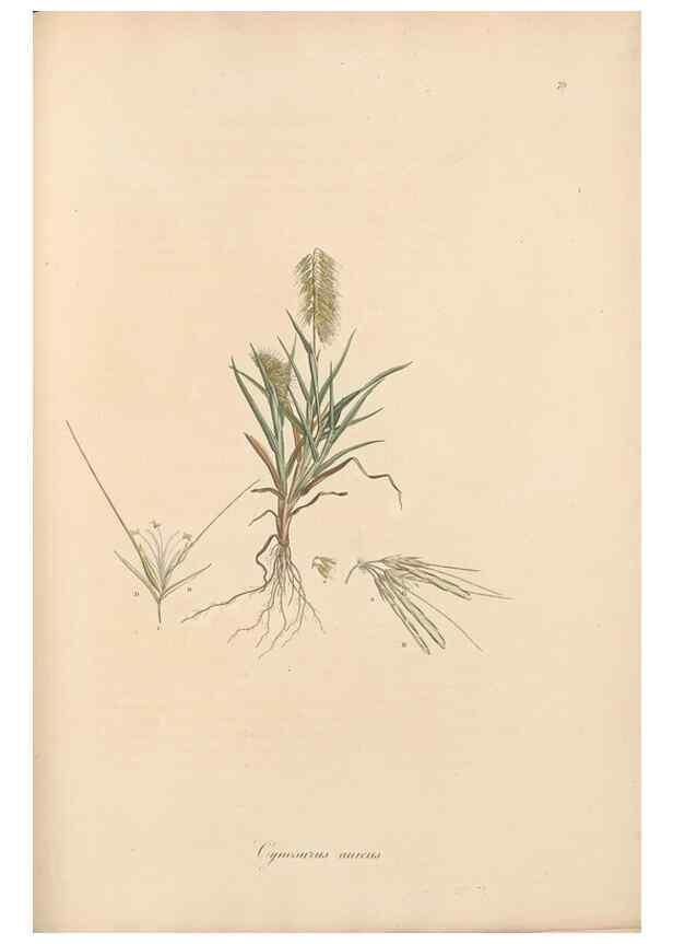 Reproducción/Reproduction 49556796231: Flora Graeca, sive, Plantarum rariorum historia, quas in provinciis aut insulis Graeciae /. Londini :Typis Richardi Taylor et socii, in Vico Shoe-Lane :MDCCCVI-MDCCCXL [1806-1840].. 